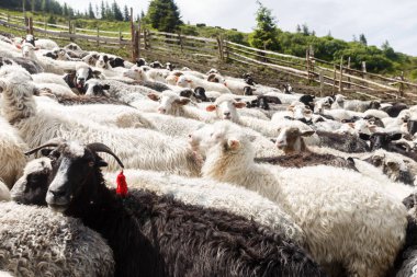 dağlarda koyun sürüsü