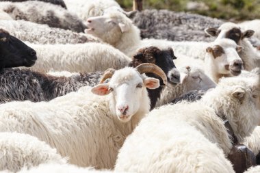 dağlarda koyun sürüsü