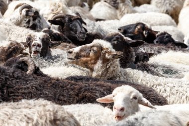 dağlarda koyun sürüsü