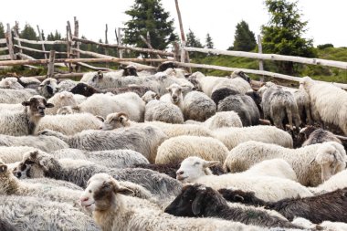 dağlarda koyun sürüsü