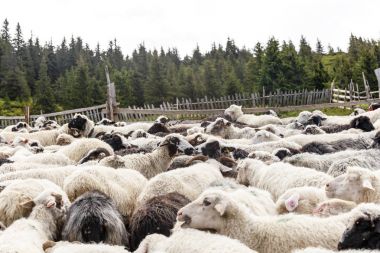 dağlarda koyun sürüsü