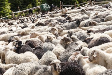 dağlarda koyun sürüsü