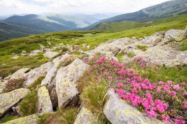 dağ orman gülleri çiçeklenir