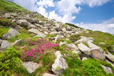 dağ orman gülleri çiçeklenir