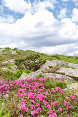 dağ orman gülleri çiçeklenir