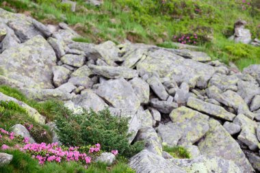 dağ orman gülleri çiçeklenir