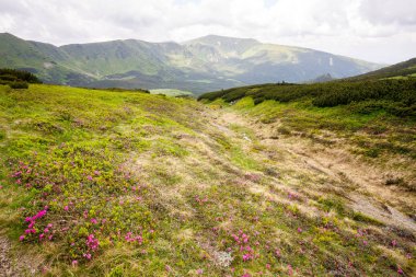 pembe orman gülleri çiçekler