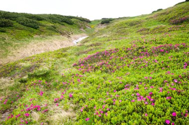 pembe orman gülleri çiçekler