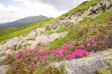 pembe orman gülleri çiçekler