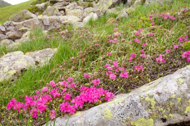 pembe orman gülleri çiçekler