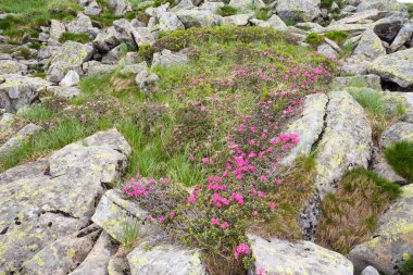 pembe orman gülleri çiçekler