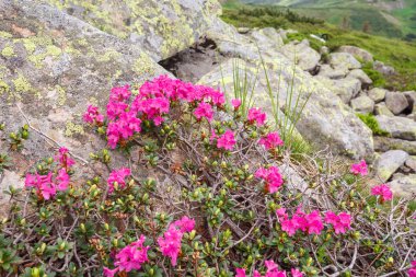 pembe orman gülleri çiçekler