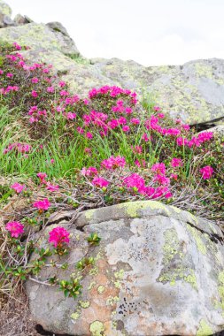 pembe orman gülleri çiçekler