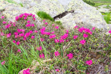 pembe orman gülleri çiçekler