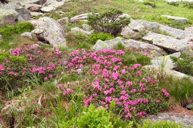 pembe orman gülleri çiçekler