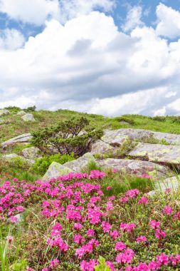 pembe orman gülleri çiçekler
