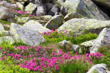 pembe orman gülleri çiçekler