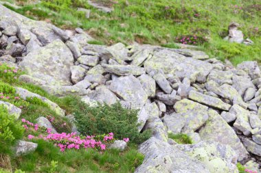 pembe orman gülleri çiçekler