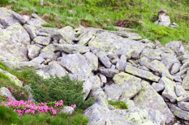pembe orman gülleri çiçekler