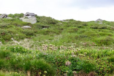 Bahar çiçekleri dağlarda