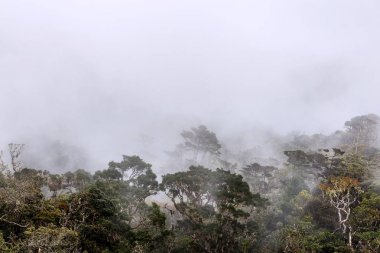 güzel tropikal peyzaj