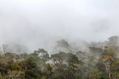 güzel tropikal peyzaj