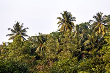 Tropik palmiye ağaçları