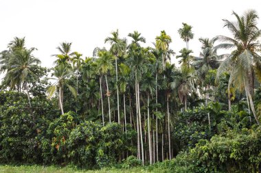 Tropik palmiye ağaçları