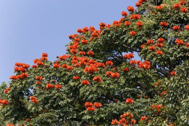 Ağaç dallarındaki çiçekler 