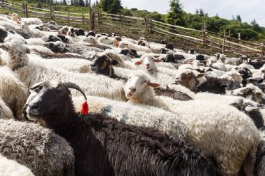 dağlarda koyun sürüsü