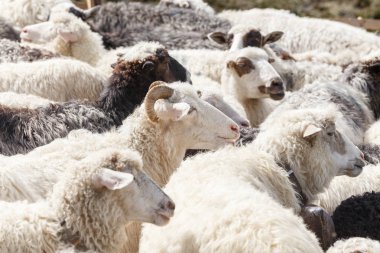 dağlarda koyun sürüsü