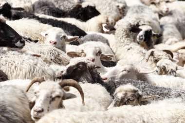 dağlarda koyun sürüsü