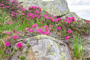 pembe orman gülleri çiçekler