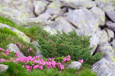 pembe orman gülleri çiçekler