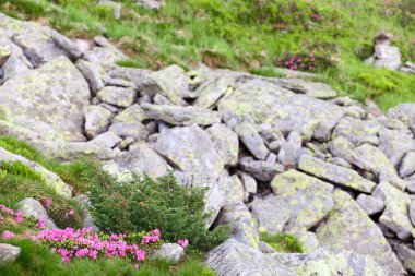 pembe orman gülleri çiçekler