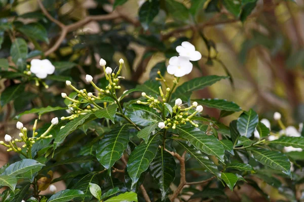 木の枝に咲く花 — ストック写真