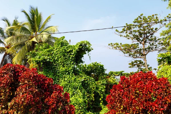 Alberi tropicali su sfondo cielo — Foto Stock