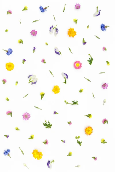 Flores sobre fundo branco — Fotografia de Stock