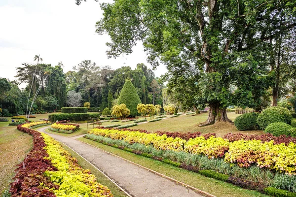 Belle nature à Peradeniya — Photo