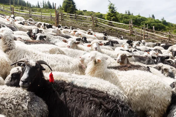 dağlarda koyun sürüsü