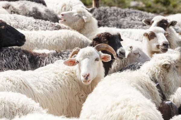 dağlarda koyun sürüsü