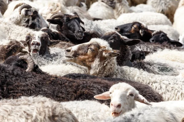 dağlarda koyun sürüsü