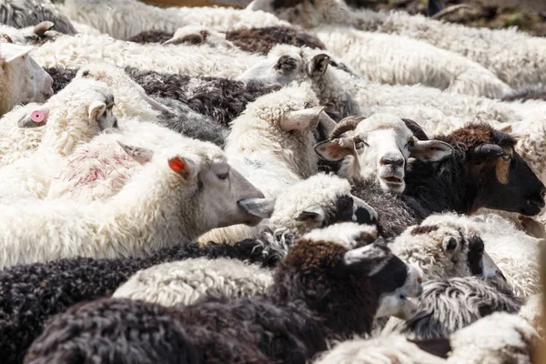 dağlarda koyun sürüsü