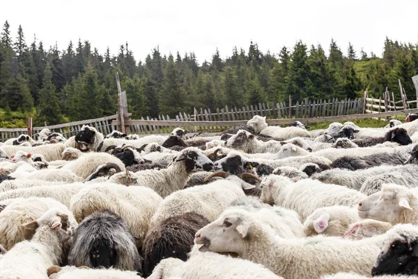 dağlarda koyun sürüsü