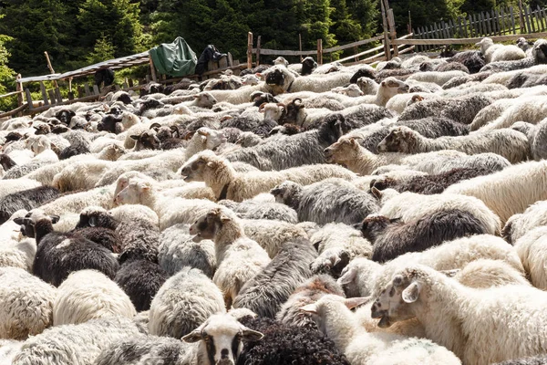 Flock of sheep in mountains — Stock Photo, Image