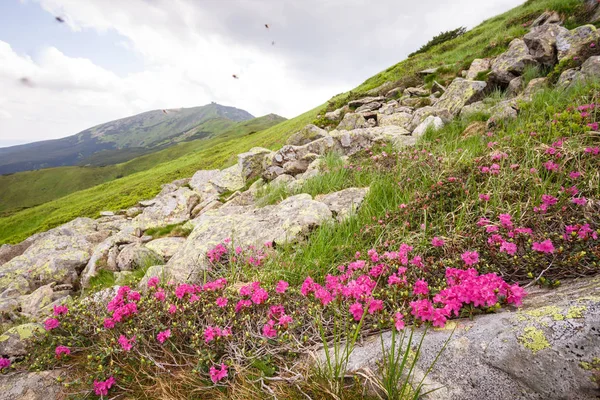 Rododendros flores en la montaña — Foto de Stock