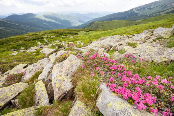 dağ orman gülleri çiçeklenir