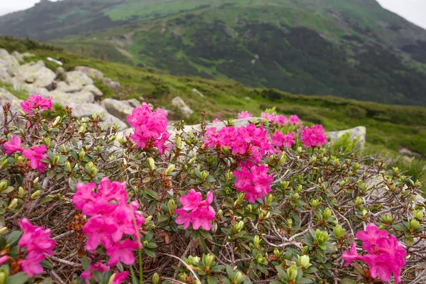dağ orman gülleri çiçeklenir