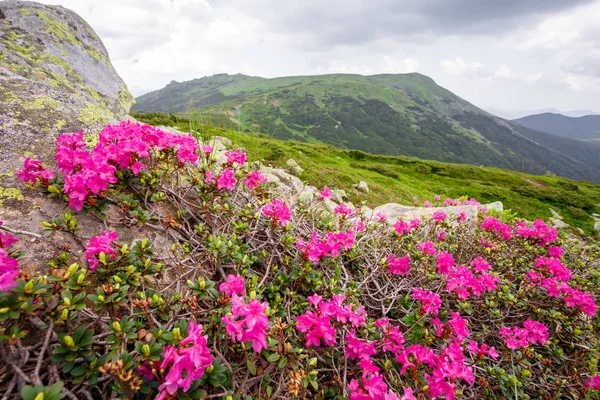 dağ orman gülleri çiçeklenir