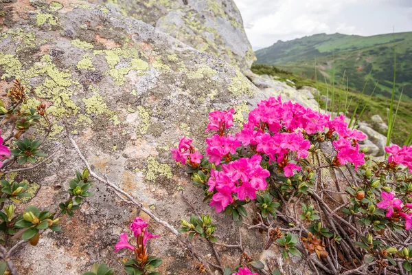 Rododendros flores en la montaña — Foto de Stock